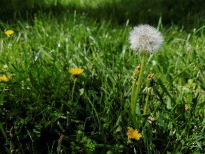 Dandelion plant in a field of grass